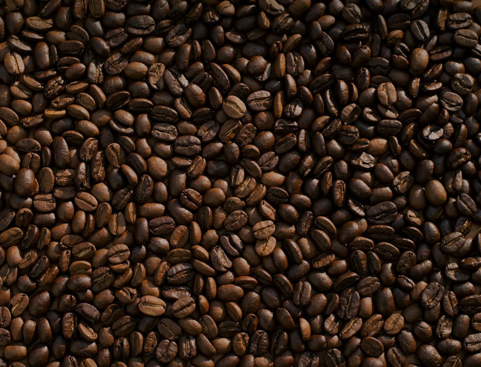 Atmospheric Specialty Coffee Shop